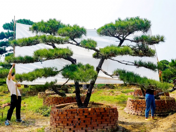 培育造型黑松的技巧有很多，你都知道有哪些？